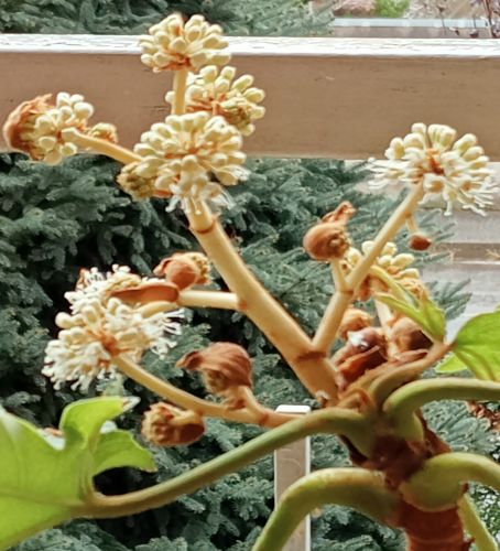 Aralia in fiore - novembre 